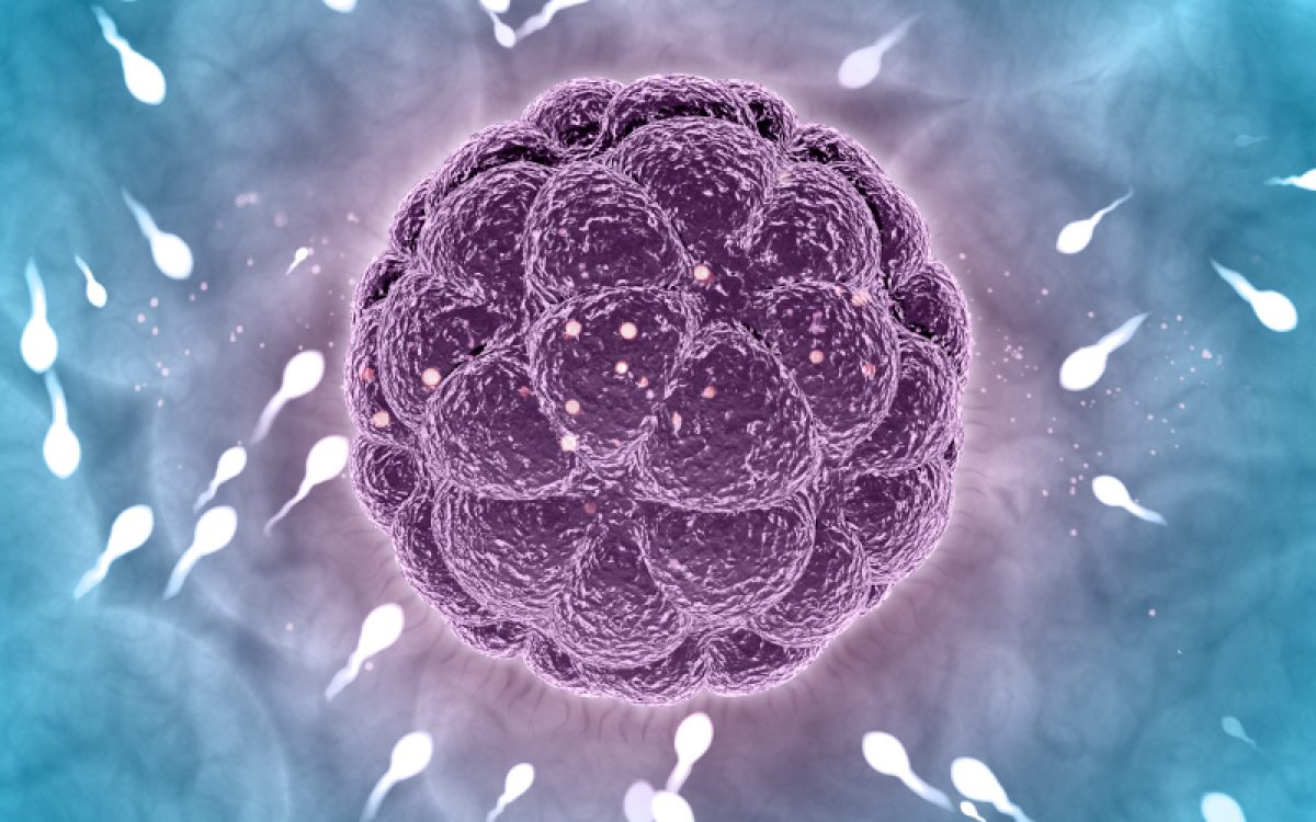 Qizning trans surati bor Semiz mushuk eshak