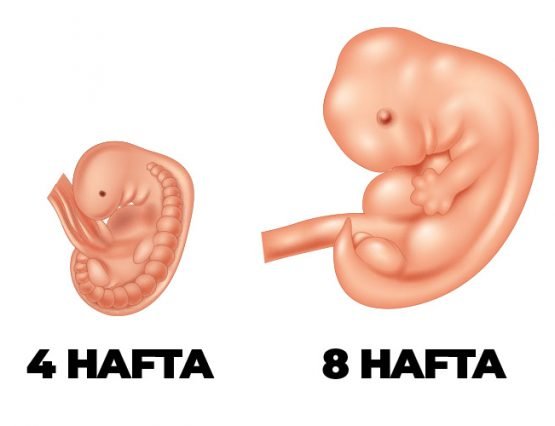 8 hafta hamilelik