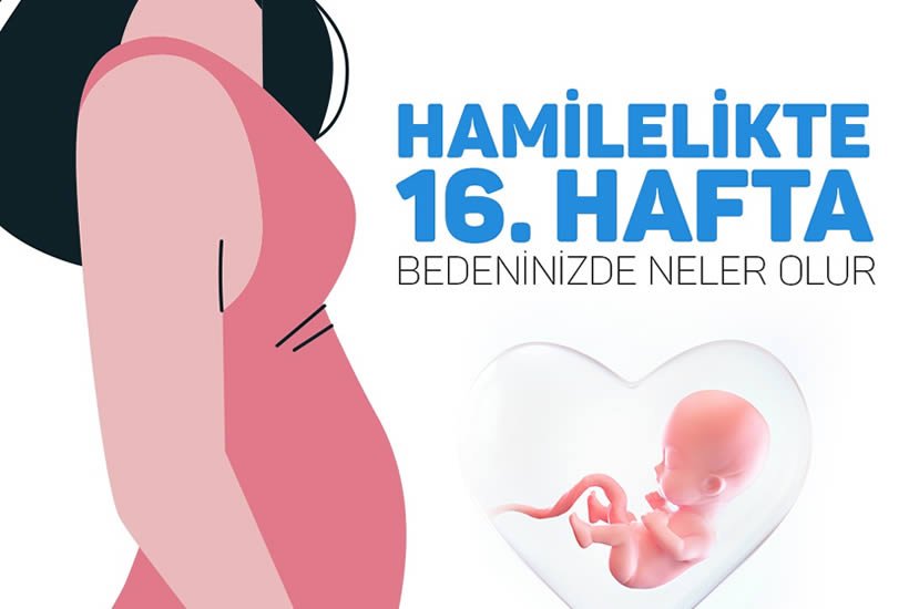 16.Hafta hamilelik